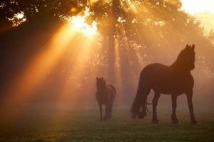 ausreiten ist wieder erlaubt