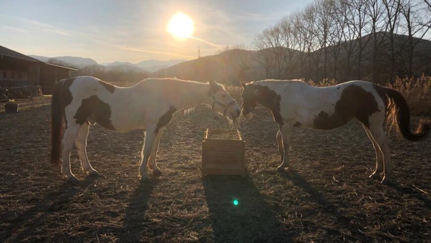 Jeder Reiter trifft dieses eine Pferd, das alles verändert