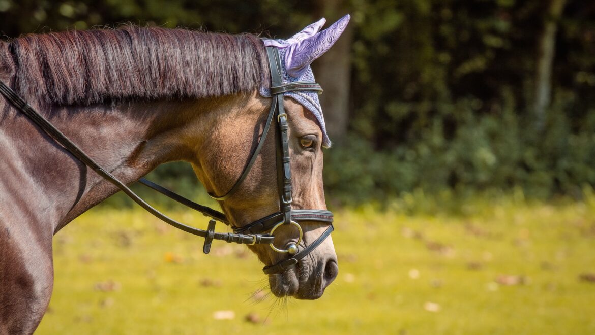 Übergriffe im Reitsport