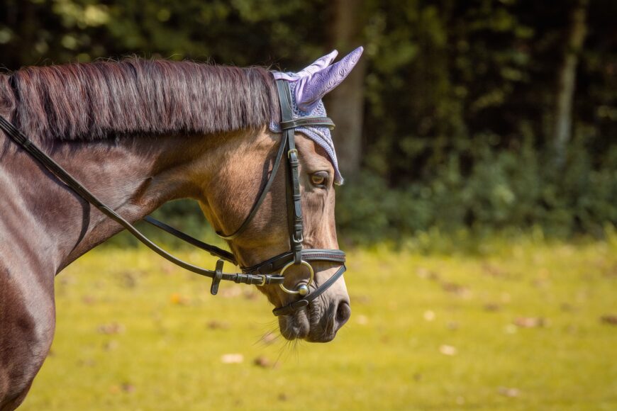 Übergriffe im Reitsport